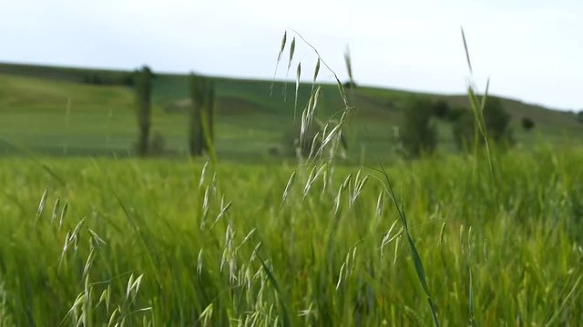 green oat plant in the field,