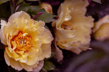 art photography of blooming peonies. Yellow peony in springtime. Blossoming flowers for poster. Nature wallpaper blurry background. Image is not in focus.