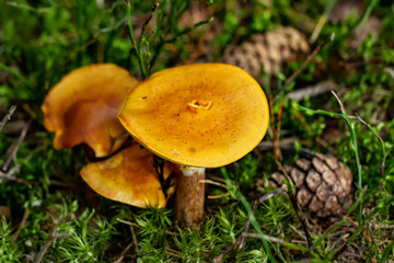 Pilze