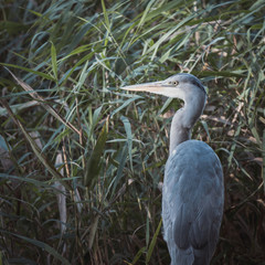 great blue heron