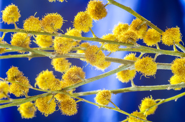 Fototapeta premium Twigs of mimosa flower on blue background.