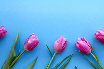 pink tulips on blue background.flowers as a gift