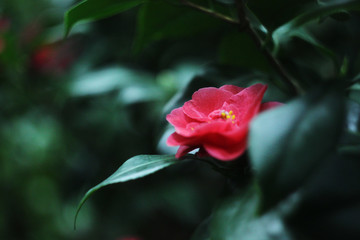 Single flower of pink camelia in foliage closeup background