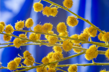 Twigs of mimosa flower on blue background.