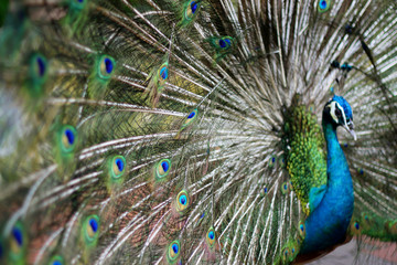 Obraz premium Beautiful adult male peacock displaying amazing feathers, close up portrait