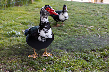 patos