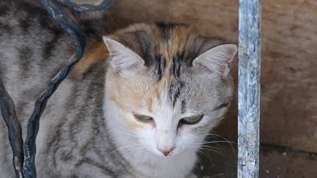 domestic village cat, close-up, portrait shot,