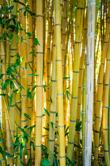 Bamboo forest. Natural background