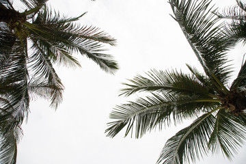 Fototapeta na wymiar palmen