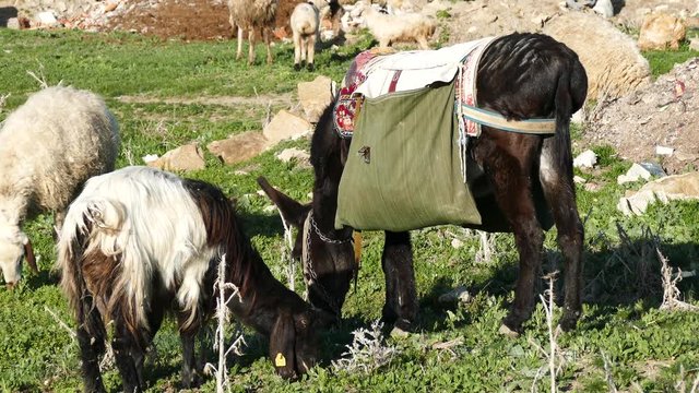 sheep and shepherd donkey,