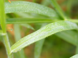 Drops of water on the grass