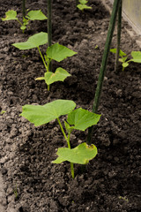 cucumbers in the greenhouse.