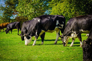 Group of cows in grassland panorama