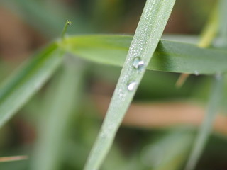 Drops of water on the grass