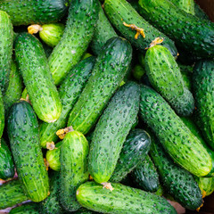 Fresh green cucumber. Cucumber background