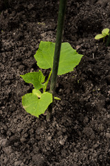 cultivation of cucumbers in greenhouse