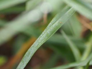 Drops of water on the grass