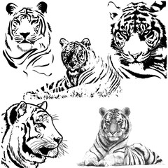 Tiger silhouette collection. Vector illustration