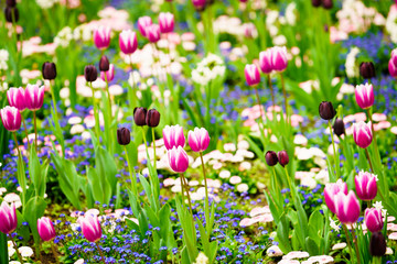Colorful tulips in the flower garden