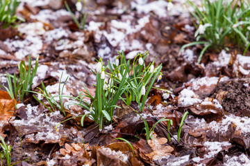Group of snowdrop flowers growing in snow