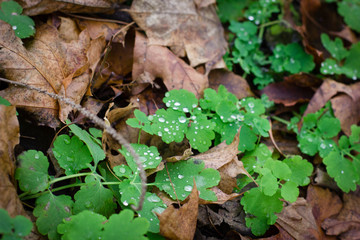 autumn leaves