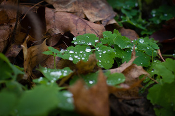 rain drops on a leaf
