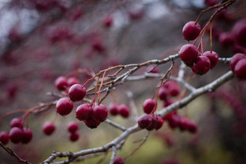 red berries on branch