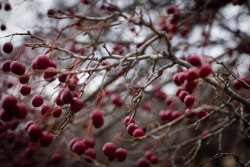 red berries of barberry on a background of blue sky