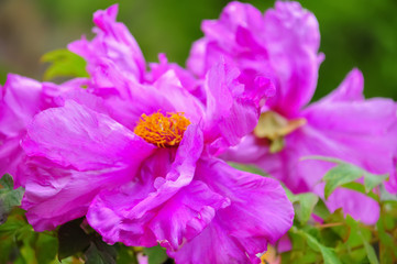 Pink peonies flowers in an orchard. Peonies bloom in May. Blooming flowers of soft focus in springtime. Nature wallpaper blurry background. Image doesn&rsquo;t in focus.
