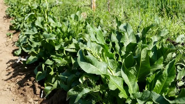 natural labada plant, medicinal labada grass, hd video