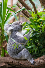Koala on a branch of eucalyptus tree