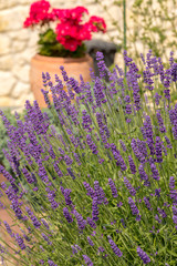  the blooming lavender flowers in Provence, near Sault, France