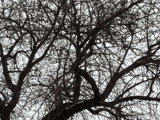 Abstract geometric natural pattern of tree crown on a white sky backdrop. Black lines of branches randomly intertwined on a white background, a simple black and white texture