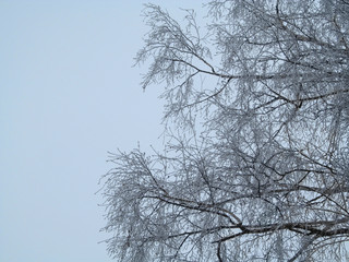 Fototapeta na wymiar Birch Tree Crown in hoarfrost against a backdrop of a light blue, almost white winter sky. Geometric background of bushy thin branches of a tree with snow can be used as a template for holiday cards