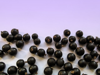 Black currant berries are scattered randomly at the bottom of the image, isolated on a light purple background. Beautiful pattern of blackcurrant fruit with copy space
