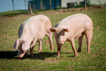 Fototapeta na wymiar Pigs on the farm. piglets