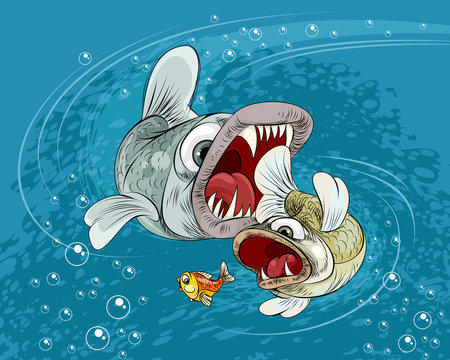 Predator fish in the sea