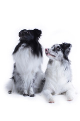 two different dogs sitting on white background