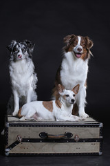 Three dogs sitting on a n old suitcase
