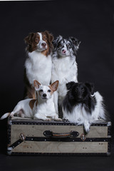 Four cute dogs sitting on a old suitcase in studio