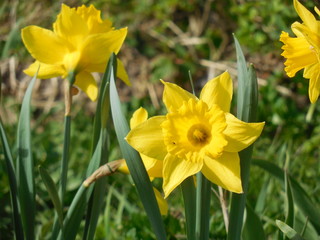 yellow daffodils on green background