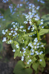 Spring blossom background. gentle blue flowers. Feeling of joy and morning freshness