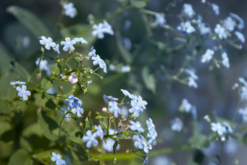 Spring blossom background. gentle blue flowers. Feeling of joy and morning freshness