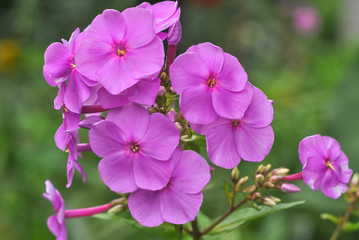 pink flowers in the garden