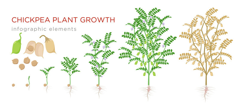 Chickpea plant growth stages infographic elements. Growing process of chickpeas from seeds, sprout to mature plant fruit-bearing with roots vector illustration life cycle isolated on white background.