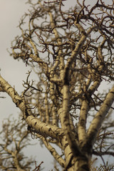 Fototapeta premium branches of a tree