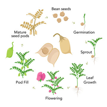 Chickpea plant growth stages infographic elements in flat design. Planting process of gram from seeds, sprout to ripe vegetable, plant life cycle isolated on white background vector stock illustration