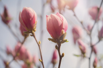 Magalia blooming against the sky close-up. Flowers