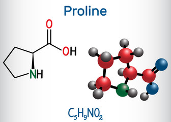 Proline (L- proline, Pro , P) proteinogenic amino acid molecule.  Structural chemical formula and molecule model