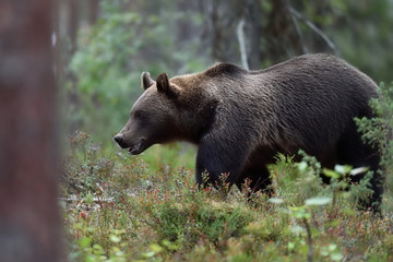 Brown bear walking in the forest late in the evening